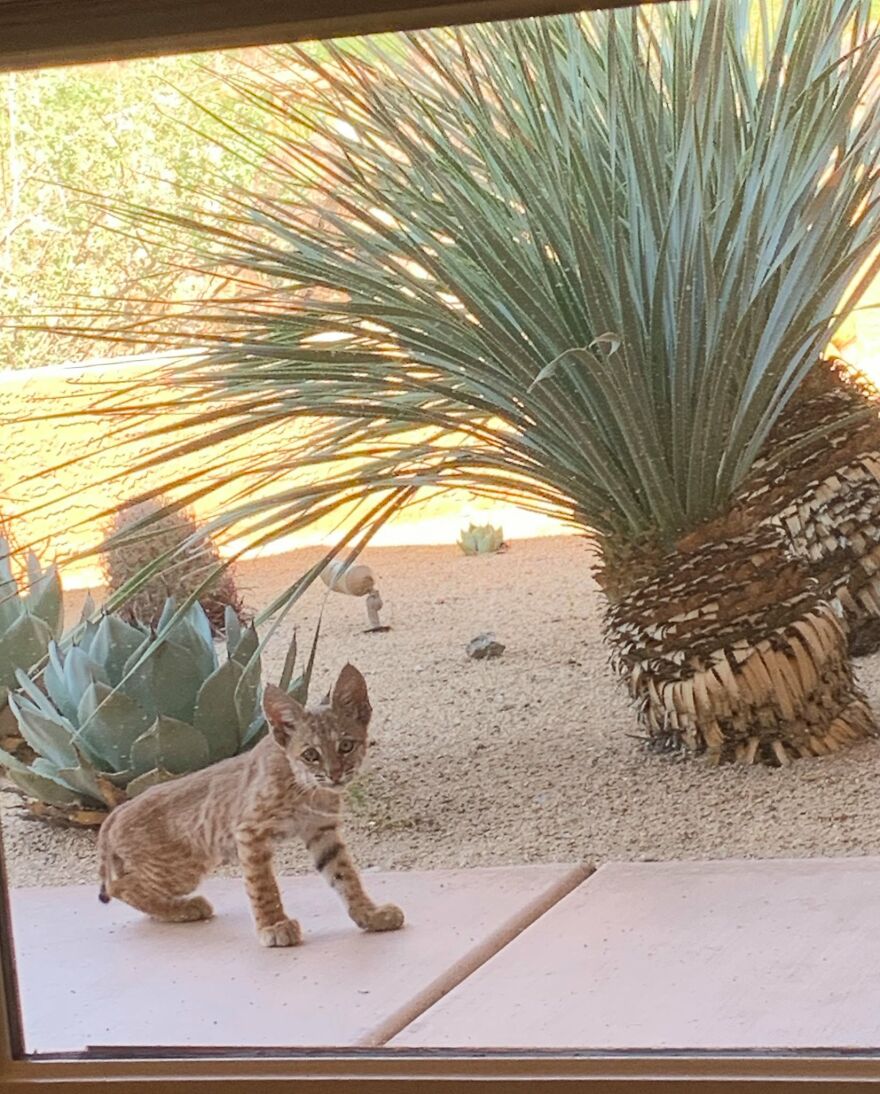 Bobcat Family On My Porch! Bobcat Family On My Porch!
