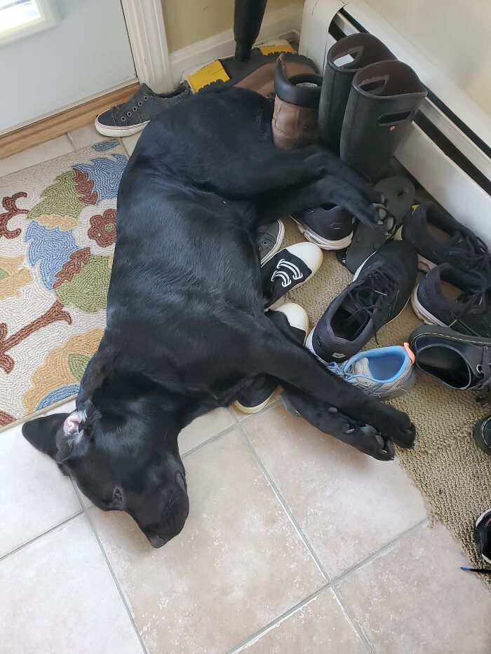 Ernie Likes To Sleep By Our Shoes :)