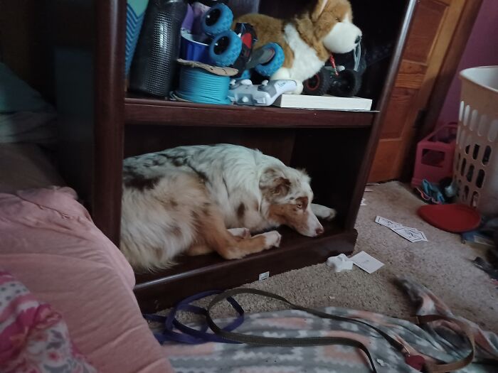 My Pup Brooklynn About To Go To Sleep On Her Favorite Bookshelf
