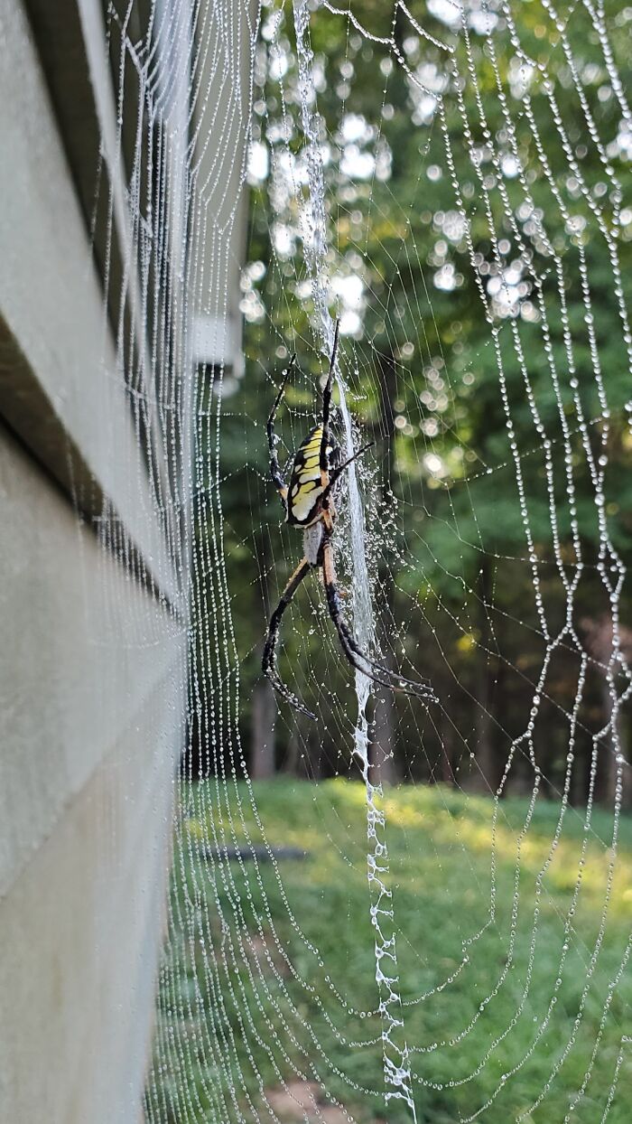 The Yellow Garden Spider That Protects My Backyard