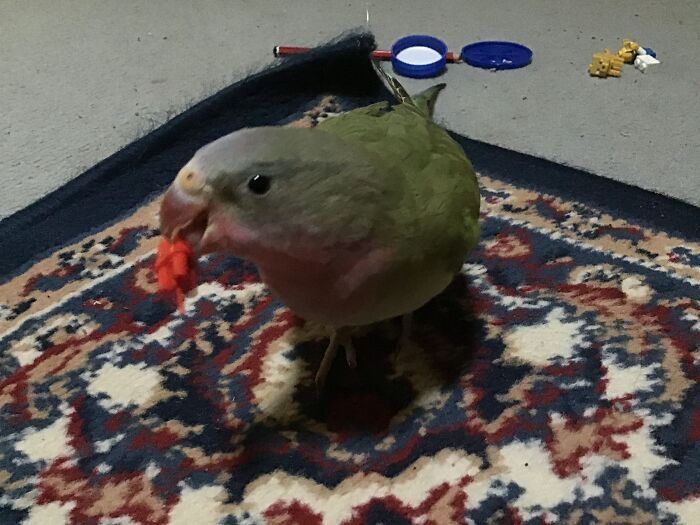 This Is My Little Nixxy (Princess Parrot) Holding A LEGO Bomb In His Mouth