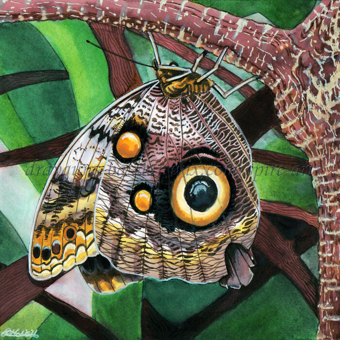 'owl Butterfly' Mostly Watercolour Inks With Some Liquid Pen Inks, A Little Acrylic And Fine Liners.