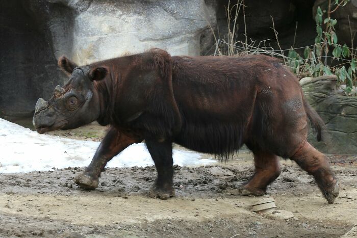 I Love Every Animal But Id Hate Sumatran Rhinos To Become Extinct 😭 I Dont Want To Live In A World Without Them, They Are Small And Fluffy And Whistle