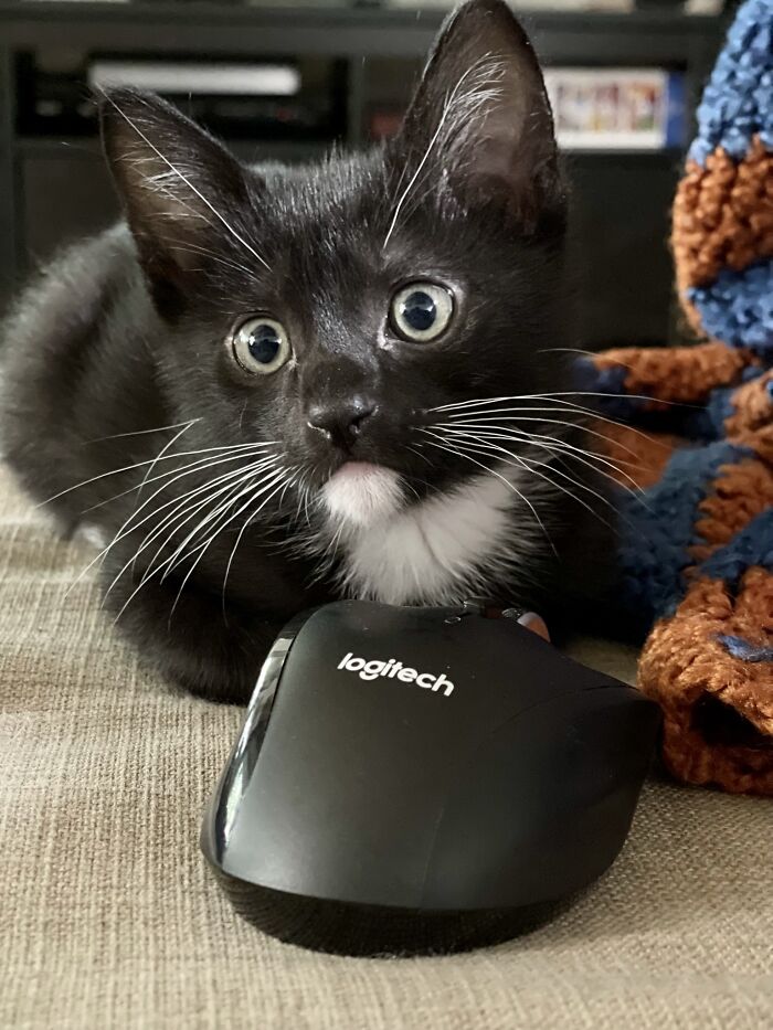 Six Weeks Old And Already Caught A Mouse!