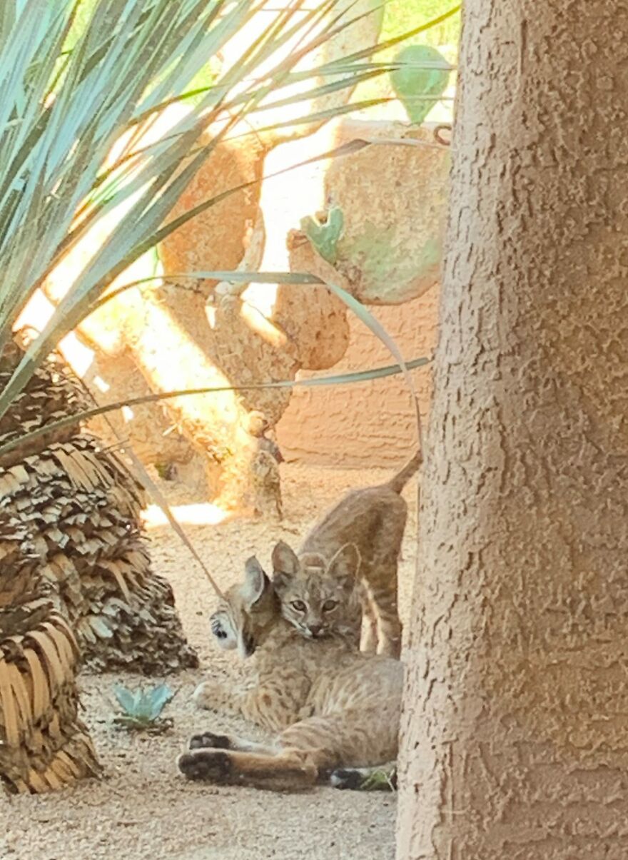 Bobcat Family On My Porch! Bobcat Family On My Porch!