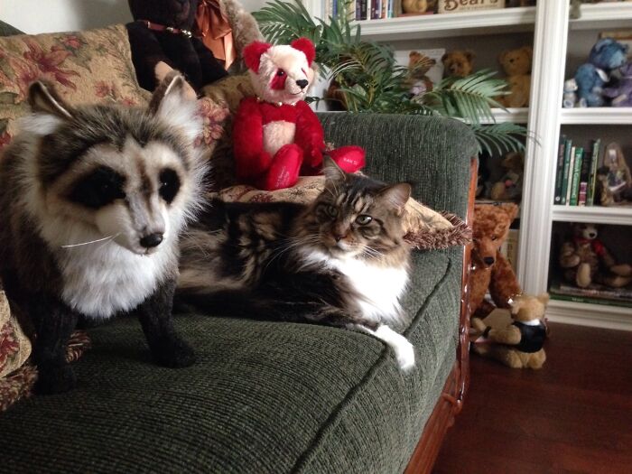 Adding The Hansa Toy Raccoon To The Sofa Was A Bad Idea After All