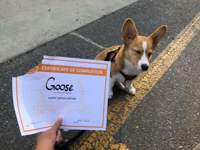 Goose, el Corgi, desaprueba fuertemente su certificado de graduación, así que se lo comió