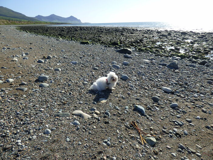 My Furball Pup At The Beach!