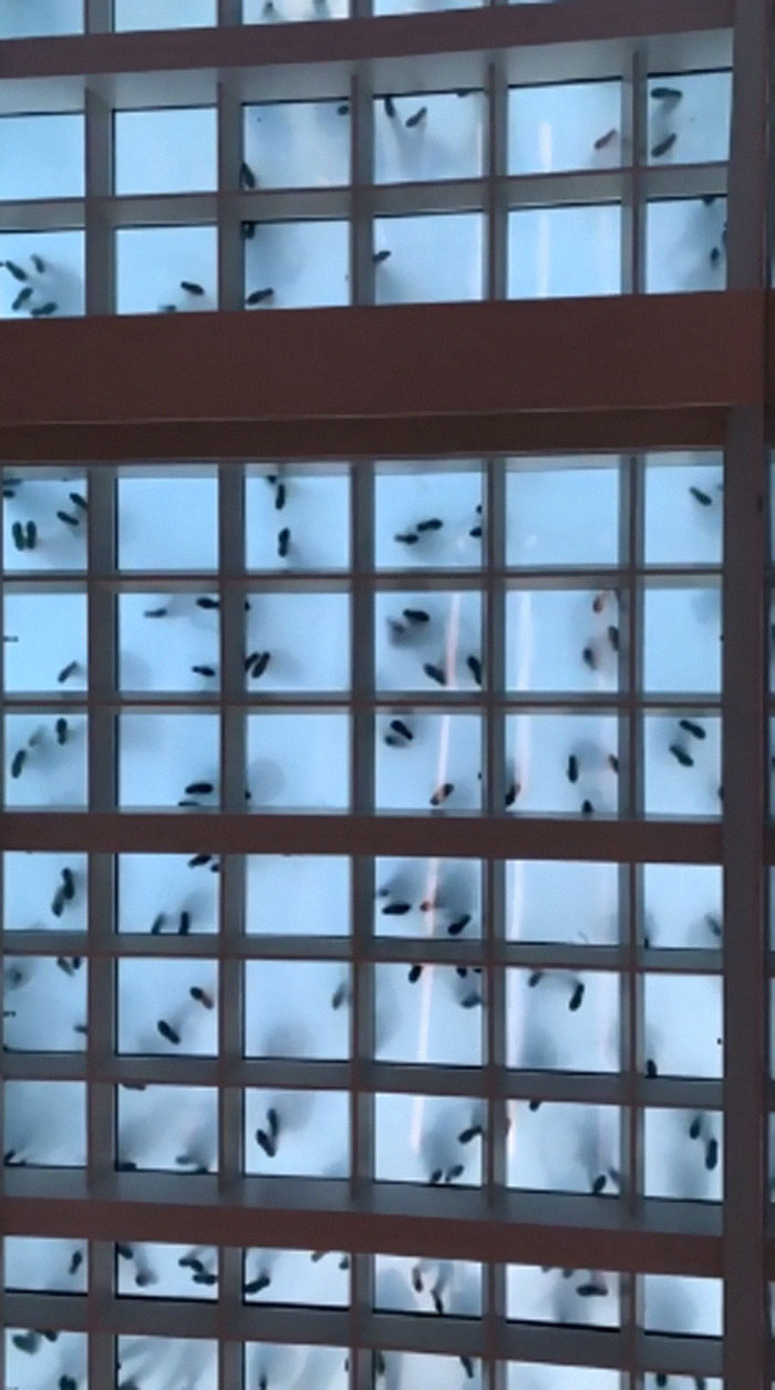 These Bugs Are Actually What Dancing Looks Like From Underneath A Glass Floor!