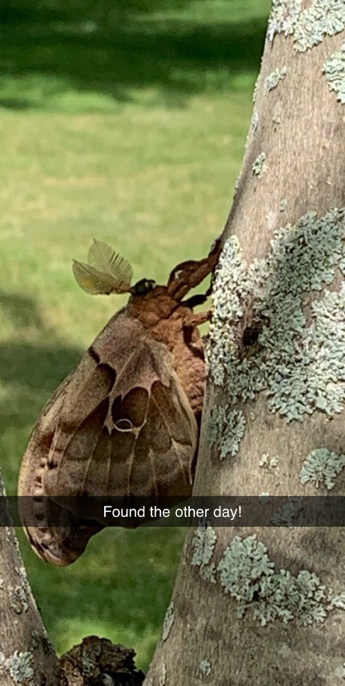 This Moth My Kids And I Found. They Were Amazed!