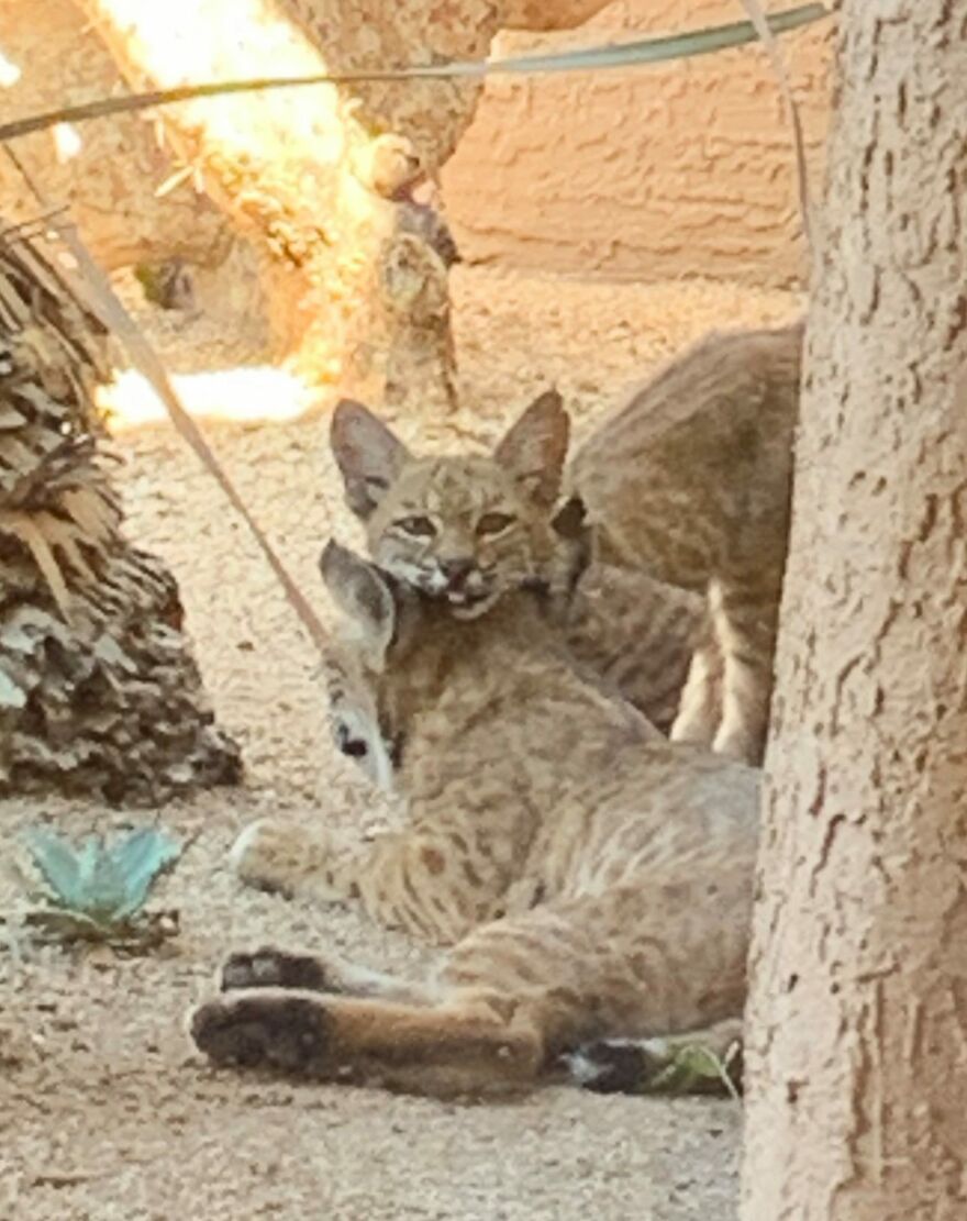 Bobcat Family On My Porch! Bobcat Family On My Porch!