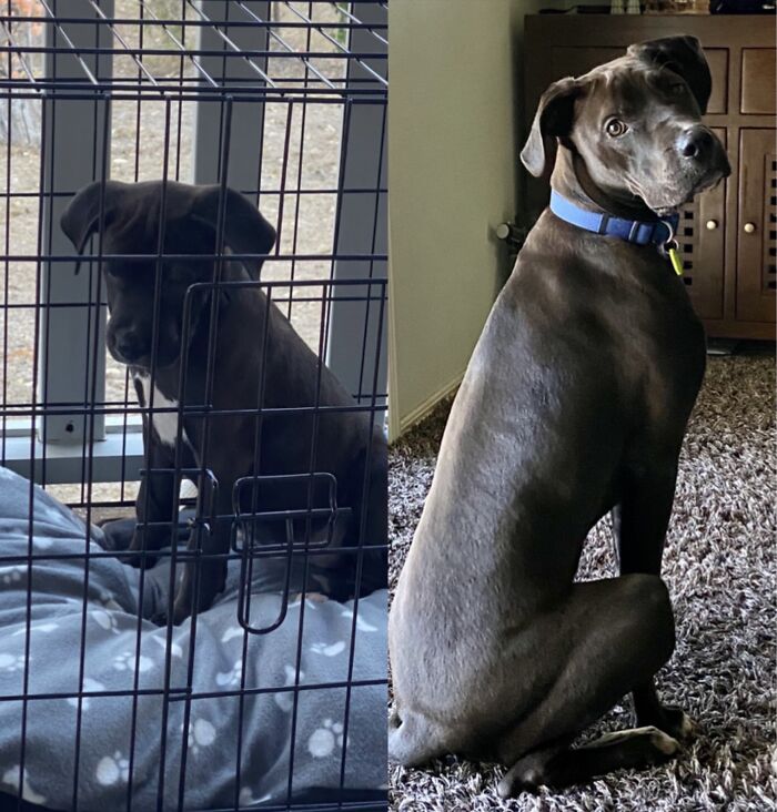 Rollie… From 8 Weeks To 1 Year Today!