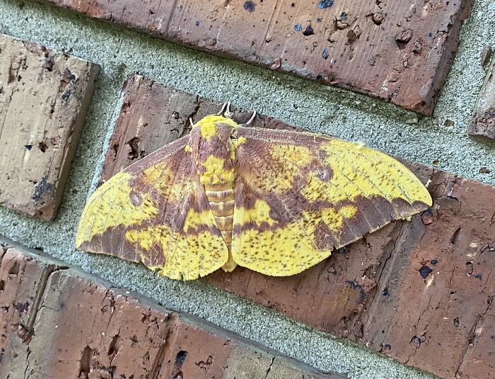 Imperial Moth On My House