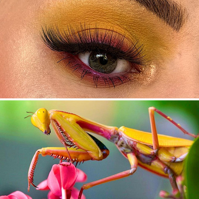 Bug-Inspired-Eye-Makeup-Duran-Jay-Entomakeup