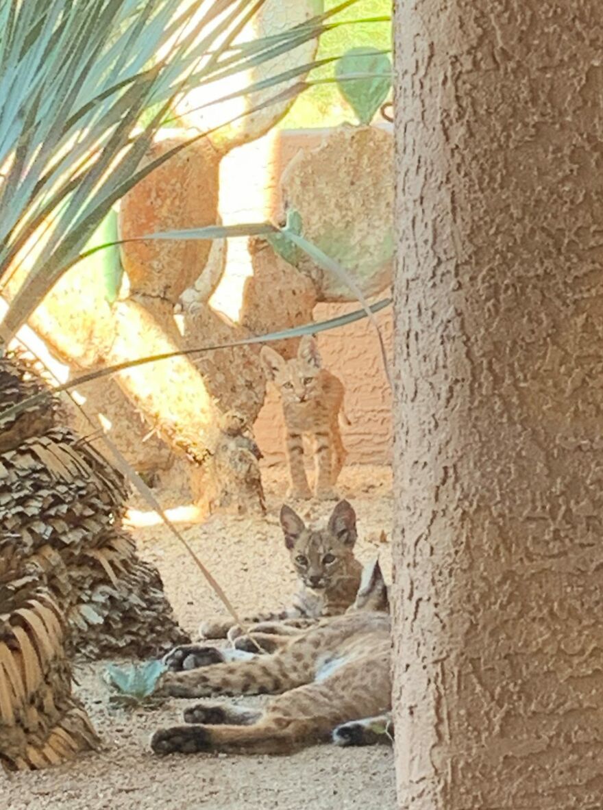 Bobcat Family On My Porch! Bobcat Family On My Porch!