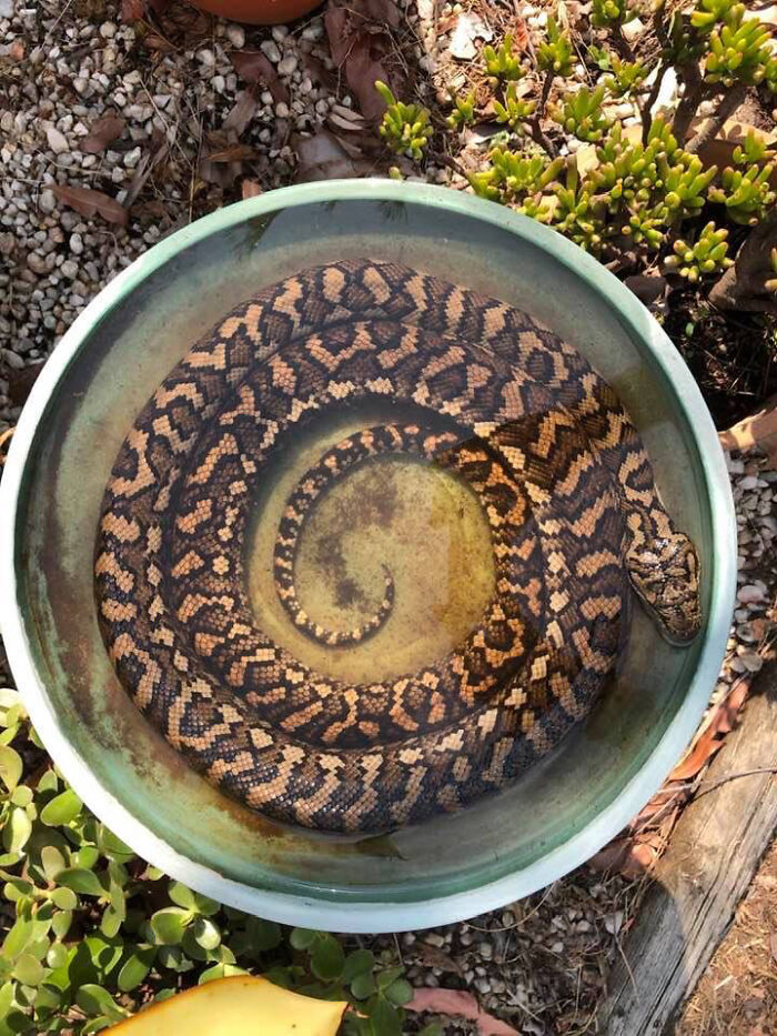 It’s So Bloody Hot Here In Australia At The Moment, And I Wondered Why Birds Weren’t Using Our Bird Bath