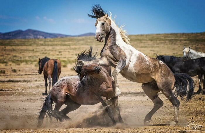 Two Wild Horses Fighting