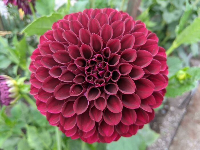 This Nearly Perfect Dahlia I Spotted At A Local Park
