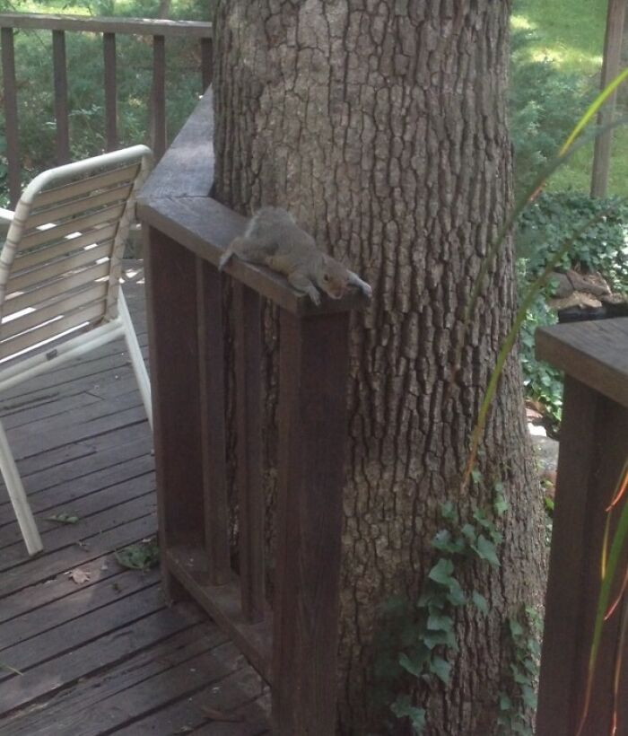 When It's So Hot Out, You Need To Take A Break From Doing Your Squirrel Things