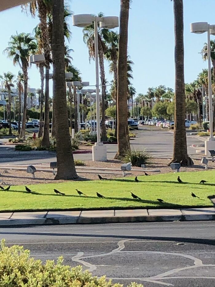 Estos pájaros aprovechan la sombra limitada en un día caluroso