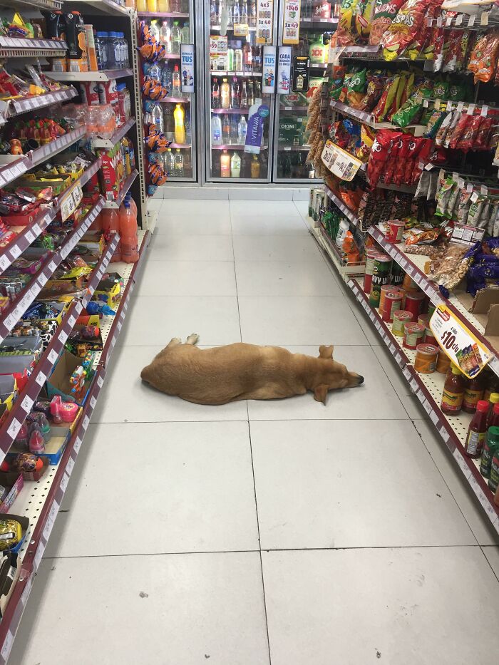 Debido al calor extremo (40C) mi tienda local dejó entrar a un perro callejero para que se refrescara