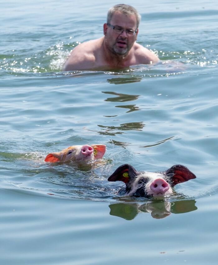 Un granjero lleva a un par de sus cerdos a nadar durante la ola de calor en los Países Bajos