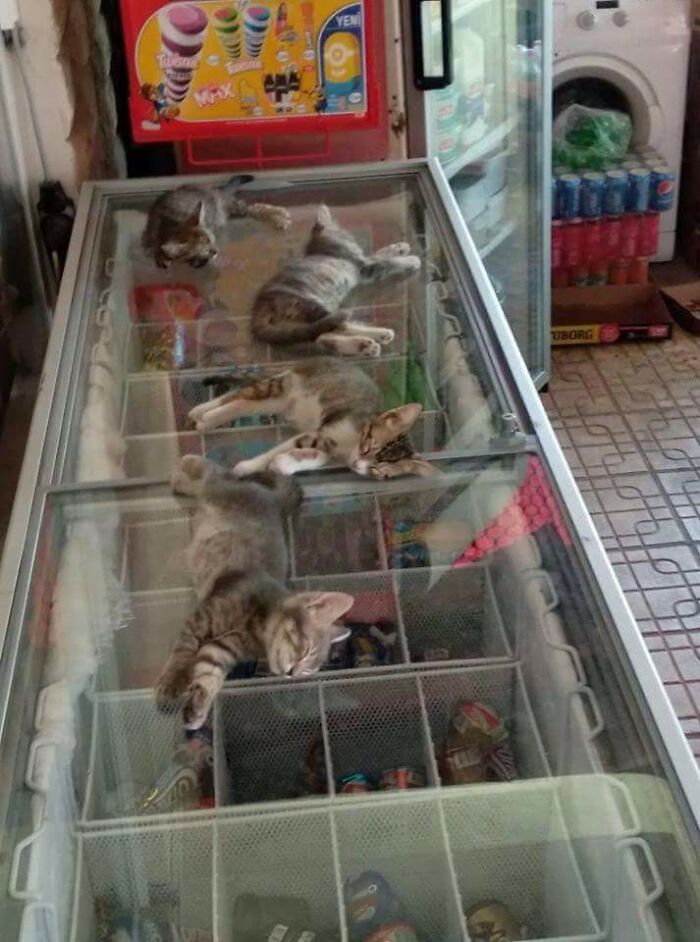 It's Kinda Hot In Turkey, So The Shop Owner Let The Kittens Sleep On The Freezer