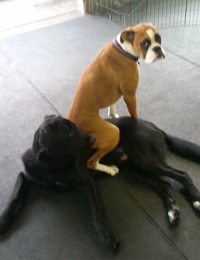 Moose Doesn’t Quite Understand How To Play With Other Dogs, So He Just Sits On Them