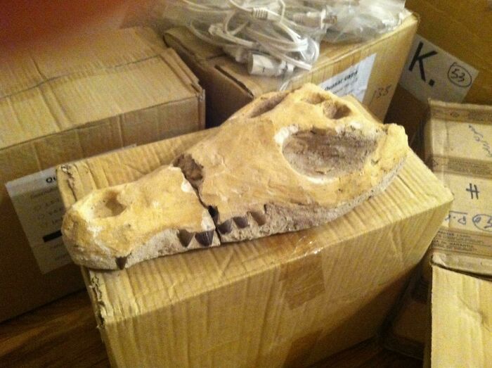 Went Dumpster Diving At The Largest Gem & Mineral Show In The World And Found A Broken Fossilized Alligator Skull