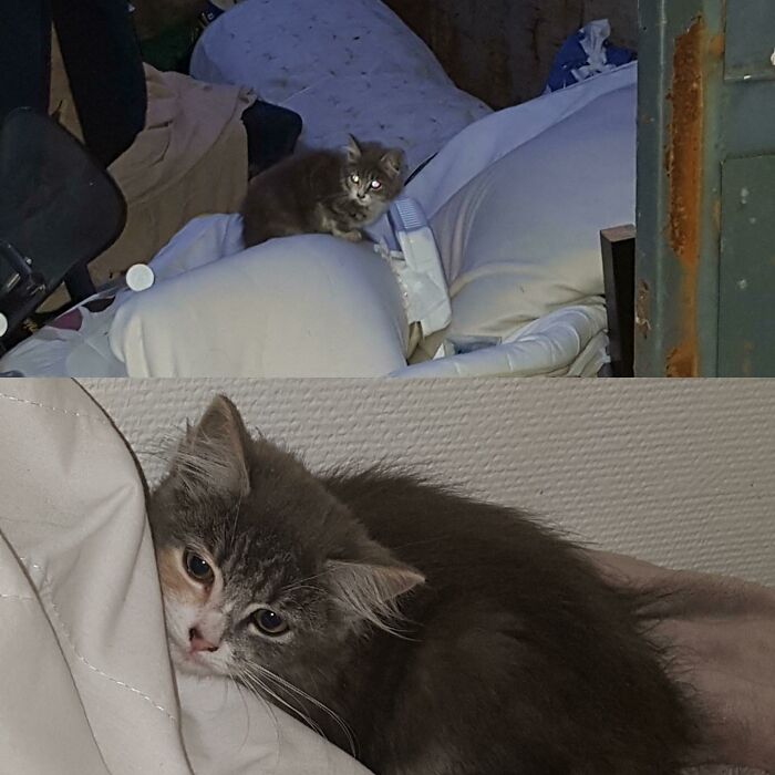 When Out To Dumpsterdive And Play Pokémon Go Last Night, And Found This Little Cutie. Took Her In And Posted About Her On "Lost Pets" On Facebook. After She Had Been Missing For 2 Weeks, She Finally Got Back Home To Her Parents And She Was Only 3 Months Old