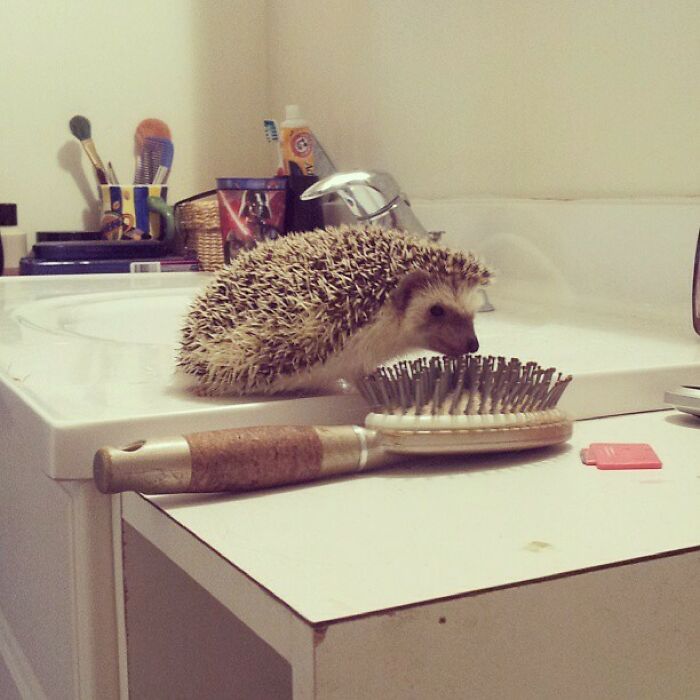 My Hedgehog, Who Normally Hates Everyone And Everything, Finally Made A New Friend