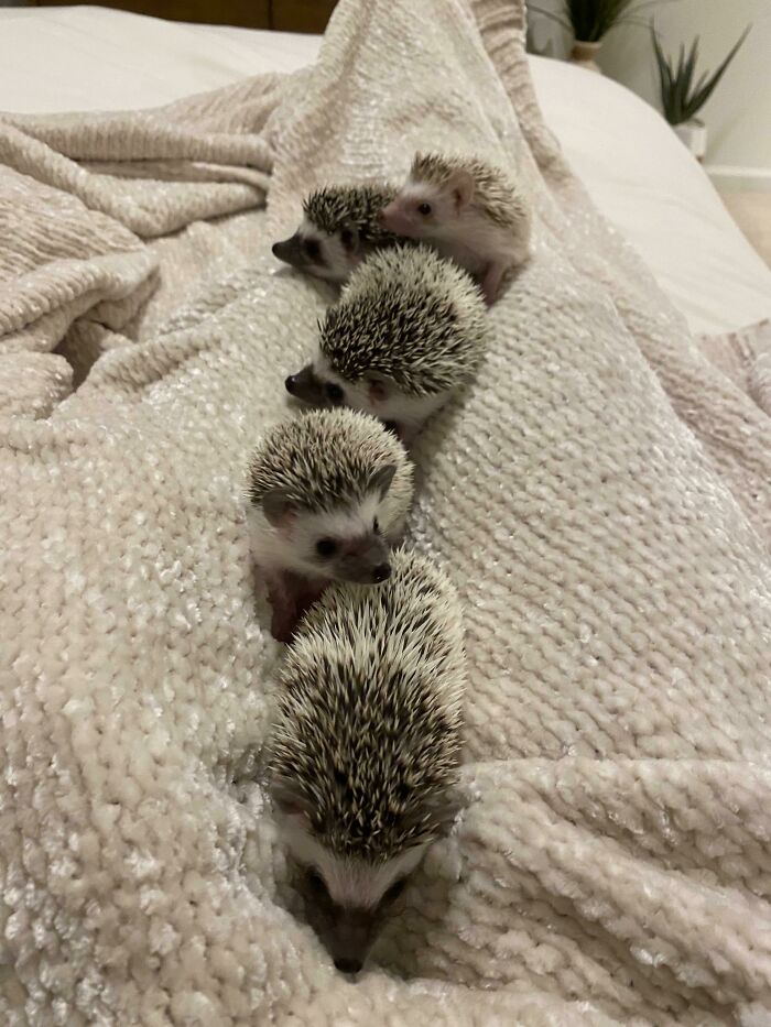 My Baby Had Babies And Here Are Her 5 Beautiful Hoglets