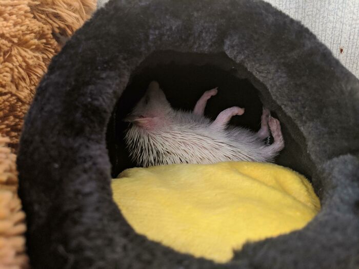 One Of My Hedgehog's Sleeping Positions