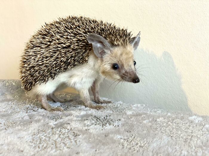 My Long Eared Hedgehog Darwin