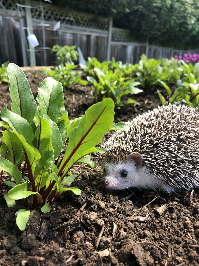 Hazelpig Making Sure Her Garden Is Up To Snuff