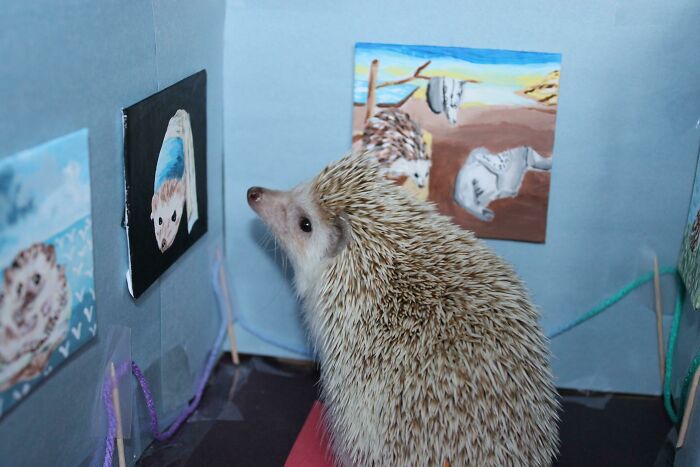 Peaches Enjoying His Hedgehog Museum