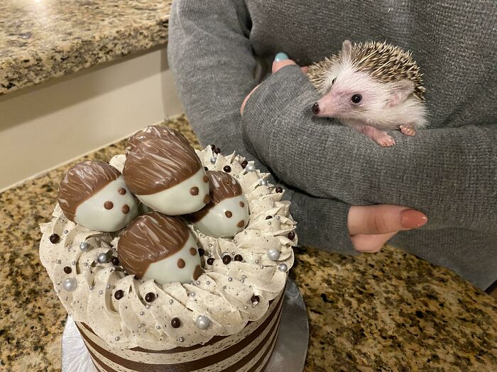 We Got A Hedgehog Themed Cake For Our Joint Birthday. Nelly Wasn’t Even Jealous