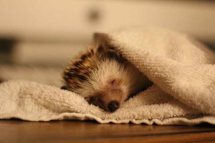 This Is Caspar Sleeping After A Nice Bath