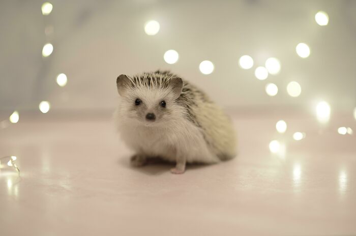 Brought My Lil Hedgie Into The Studio For Some Glamour Shots. More To Come Later, But For Now Everyone, This Is Ralph
