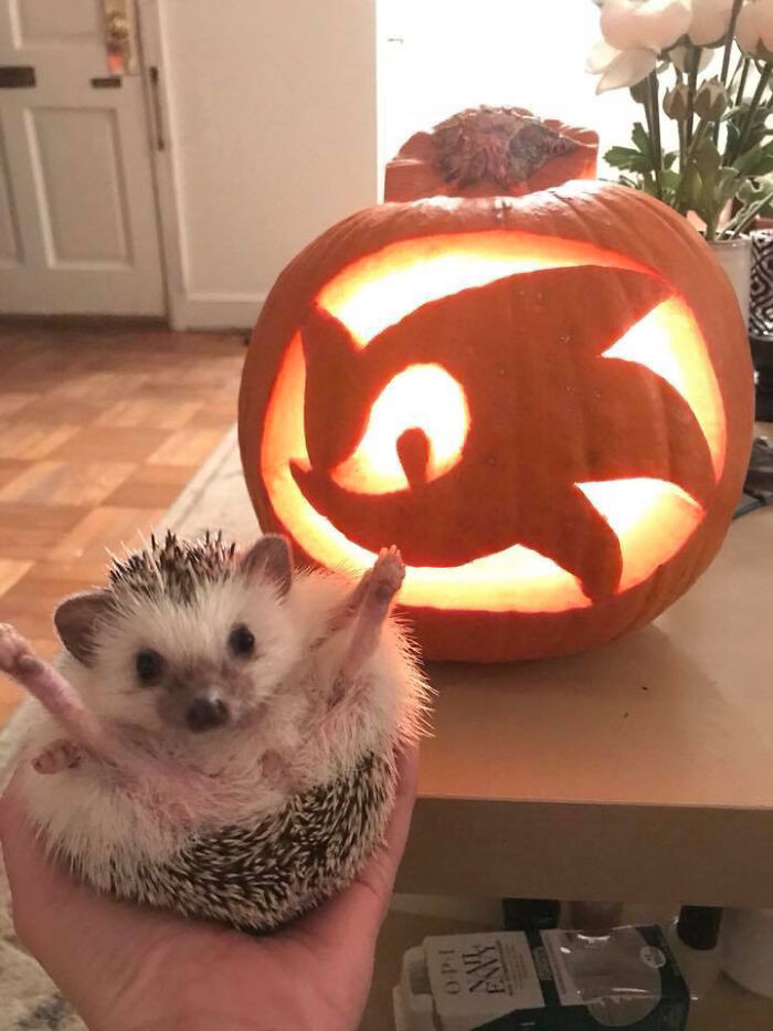 Spike Seems Excited About His Pumpkin
