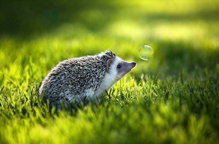 A Hedgehog Admiring A Bubble