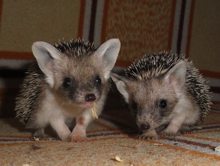 Long-Eared Hedgehogs