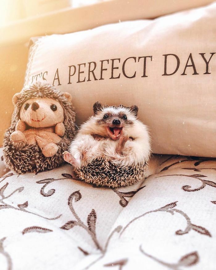 Happy Hedgehog With His Best Friend