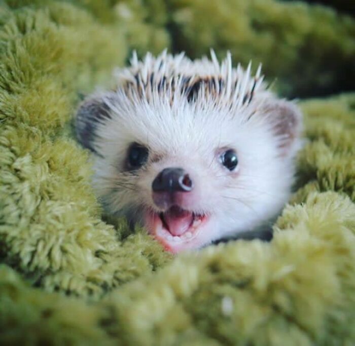 Here's A Cute Hedgehog For You Scrolling By