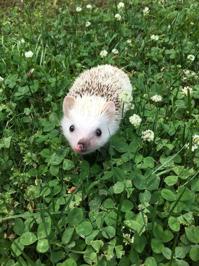 My Hedgehog, George O’malley
