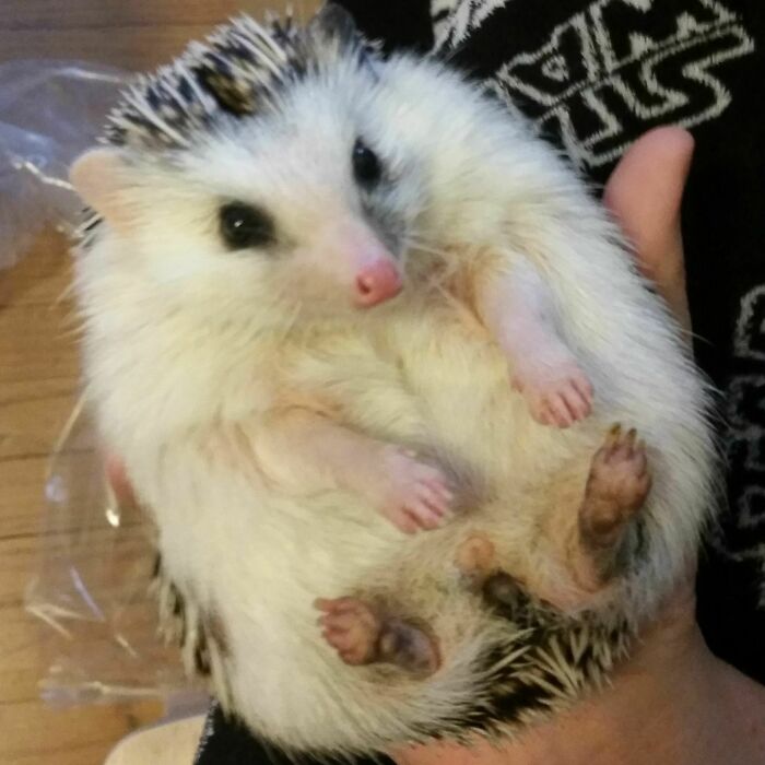 Does Anyone Want Some Hedgehog Belly?