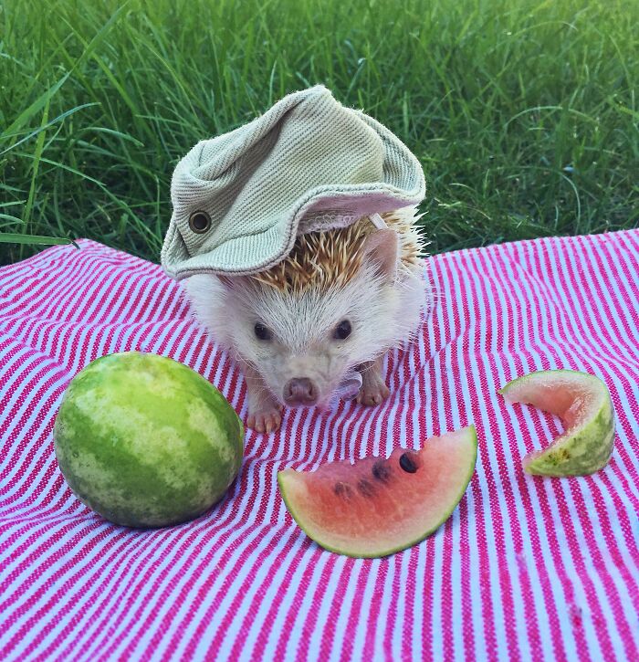 Pierre The Hedgehog Enjoys A Tiny Watermelon