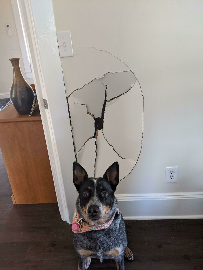 Get An Australian Cattle Dog, It'll Be Fun They Said