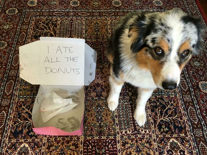 Captain Snatched A Half Dozen Donuts From The Back Of The Counter