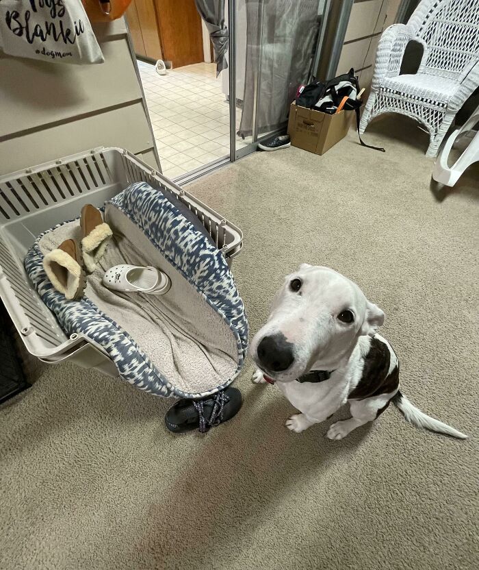 I’m Peanut And I Like To Steal Mom’s Shoes While She’s At Work